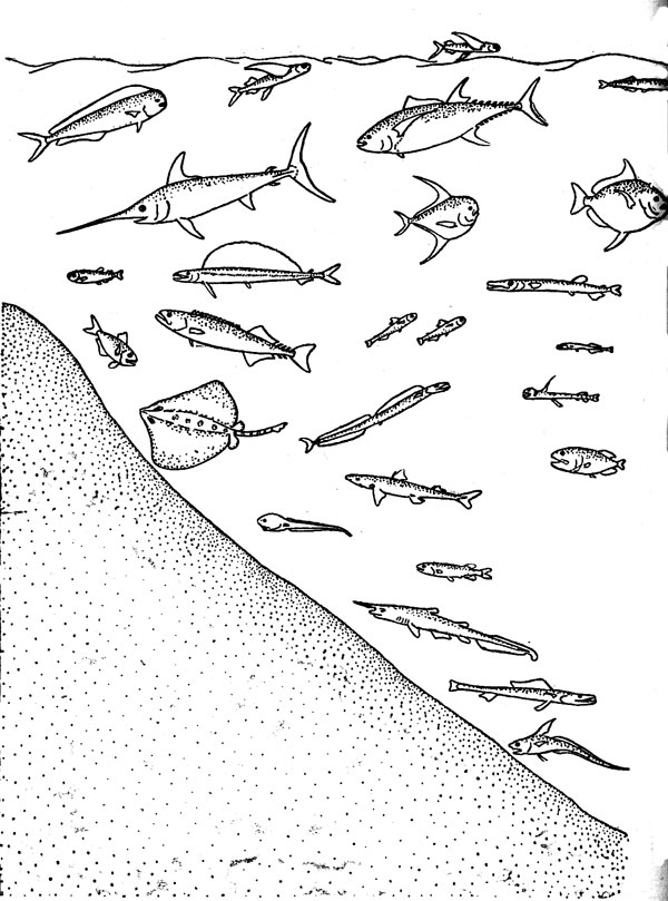 Рис. 2. Характерные рыбы океанических ихтиоценов (схема)