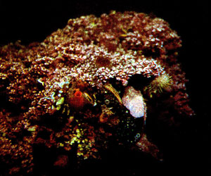 Моллюски Кислой Губы - опреснение нарушило экологический баланс