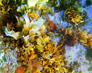 В прибрежных водах Японского моря растет водоросль анфельция