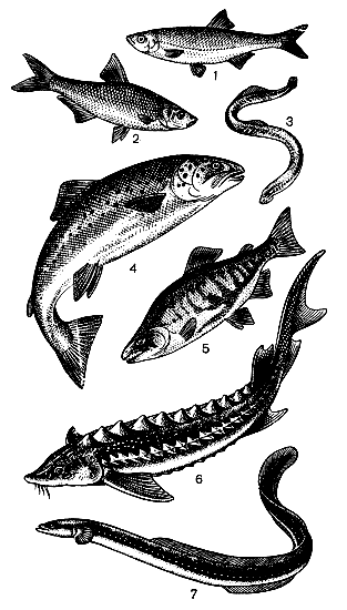 Проходные рыбы: 1 - шемая; 2 - рыбец; 3 - минога; 4 - лосось-5 - кета; 6 - осетр; 7 - угорь