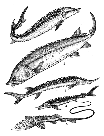 Виды осетровых рыб: 1 - осетр; 2 - белуга; 3 - севрюга; 4 - стерлядь; 5 - лжелопатонос