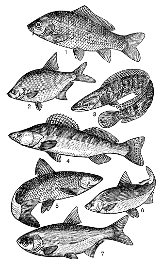 Рыбы, которыми заселяют водохранилища: 1 - сазан; 2 - лещ; 3 - змееголов; 4 - судак; 5 - белый амур; 6 - чудской сиг; 7 - толстолобик 
