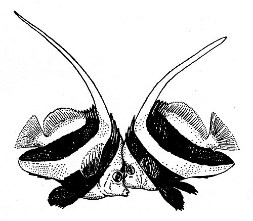  - (Heniochus acuminatus)
