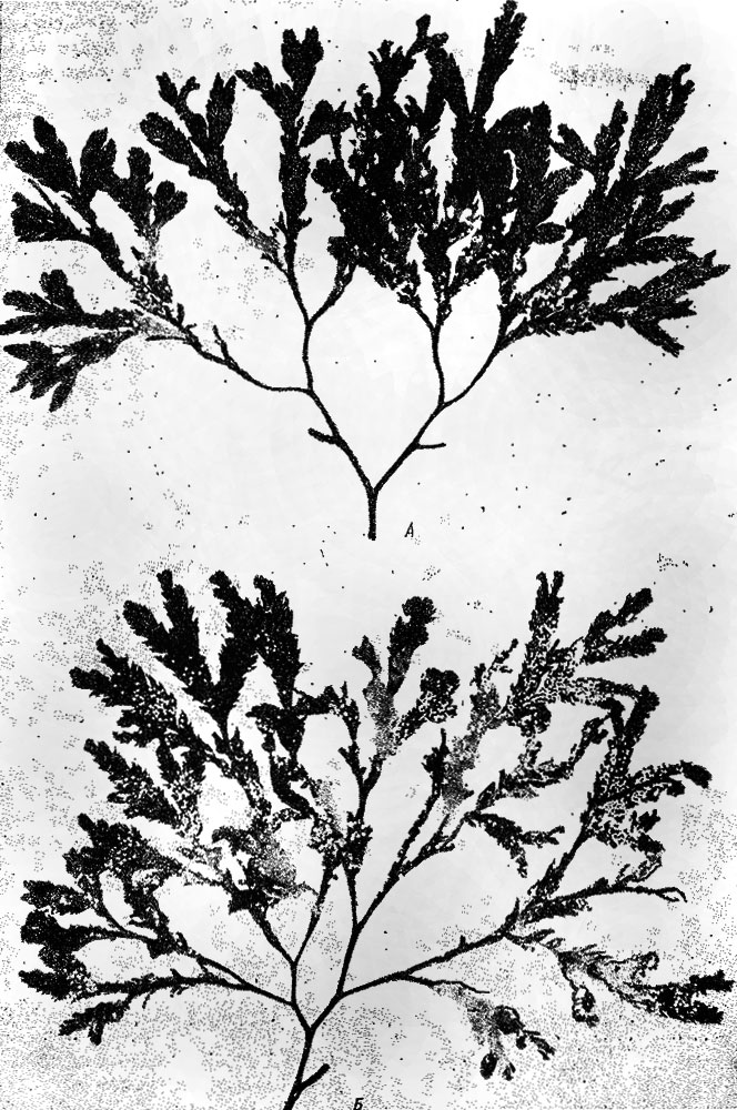. 44.    Fucus serratus,    Spirorbis borealis (    ).  - 10 VIII 1951,  - 2 X 1951.   
