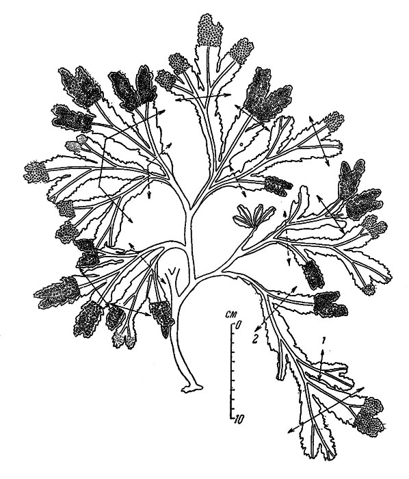 . 45.   Fucus serratus (  . ,  1 , 17 VII-1950).    Spirorbis borealis  1950 (1)  1949 . (2) 