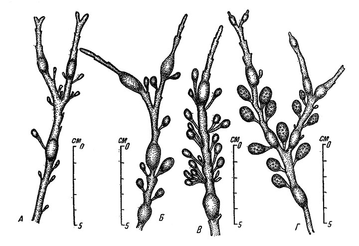 . 48.        Ascophyllum nodosum      .  - 6 X 1950,  - 27 I 1951,  - 2 IV 1951,  - 23 VI 1951