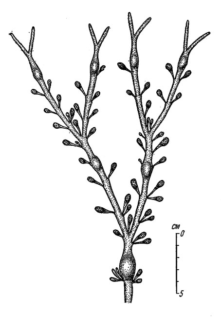 . 49.    Ascophyllum nodosum (   ,  1 950 .).       ()