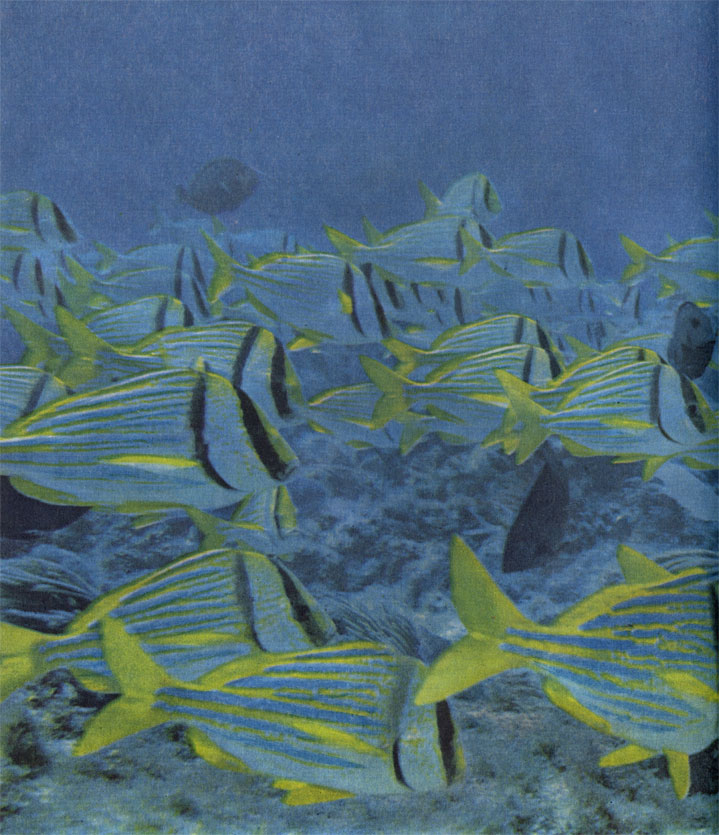 У обитательницы прозрачных тропических вод каталинеты яркая окраска, но среди коралловых рифов она находит множество укрытий.