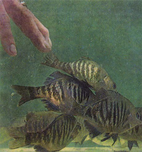 Нормальная реакция на опущенный в аквариум палец - рыбы бросаются прочь, уведомленные об опасности органами боковой линии.