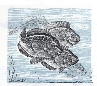 ОТ РЫБ К ОКАМЕНЕЛОСТЯМ. Рыбы из рода Priscacara плавают в древнем озере Вайоминга. Это был род пресноводных рыб, процветавших 50 миллионов лет назад.