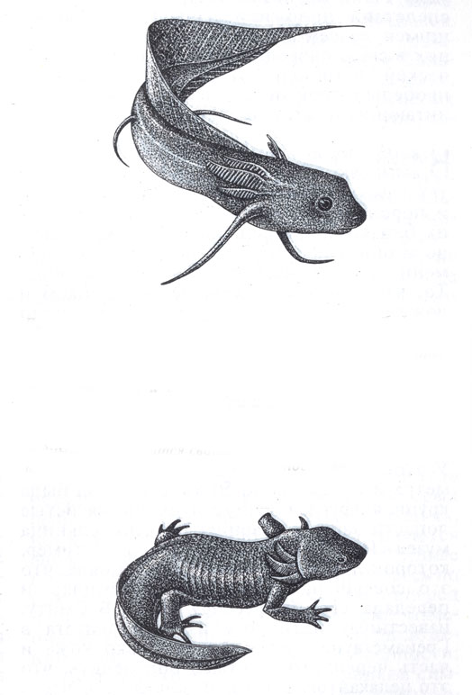 ЖИВОТНОЕ ПЕРЕХОДНОЙ ФОРМЫ. Двоякодышащая рыба (вверху) представляет собой поразительный пример переходной стадии, через которую, возможно, прошли древние рыбы, чтобы превратиться затем в земноводных, подобных этой тигровой саламандре (внизу). Как и все остальные рыбы, двоякодышащие сохраняют всю жизнь жабры и живут постоянно в воде, но в случае длительной засухи могут зарыться в ил и уснуть. Дышат они в это время легкими, подобно земноводным, и пользуются своими длинными тонкими парными плавниками, как земноводные конечностями.