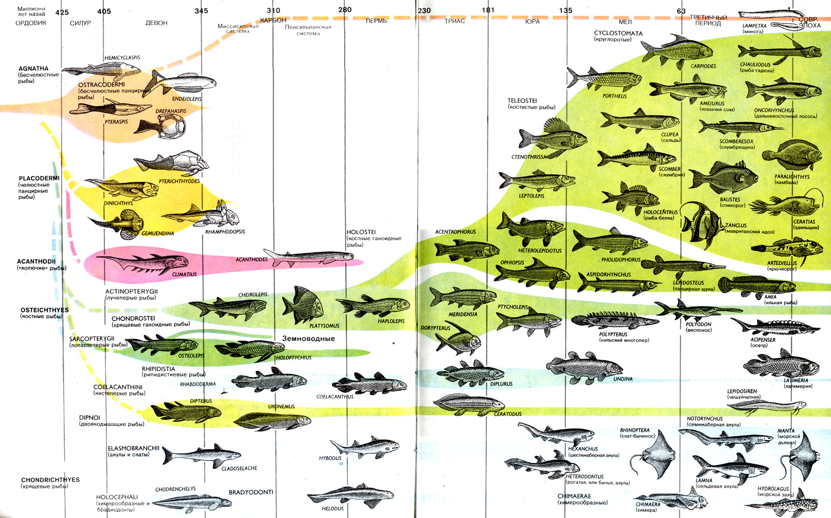 Схема эволюции рыб