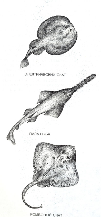 СКАТЫ. Это обширная группа родственных акулам рыб, которые обычно лежат на дне, наполовину погрузившись в ил или песок, и имеют сильно уплощенное тело, похожее по форме на бумажного змея или банджо. Рот у скатов расположен на нижней стороне тела и приспособлен для захватывания моллюсков и других обитателей дна. Некоторые скаты имеют электрические органы, у скатов-хвостоколов на хвосте ядовитый шип. Крупная пила-рыба роется в илистом грунте усаженной зубьями пилой и поражает ею мелких рыб. Для человека ромбовые скаты неопасны. Некоторые из них достигают двух метров в диаметре и превосходны на вкус. Хотя морской ангел и внешним обликом, и повадками напоминает ската, это все лее настоящая акула.