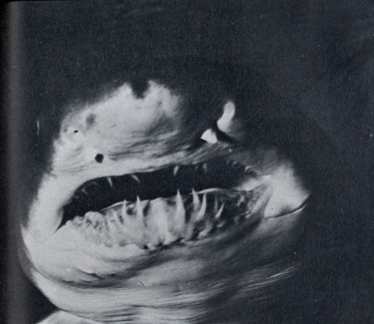 Эта метровая песчаная акула Северной Атлантики с пастью, усаженной острыми как ножи зубами, рыскает в поисках корма вблизи берегов.