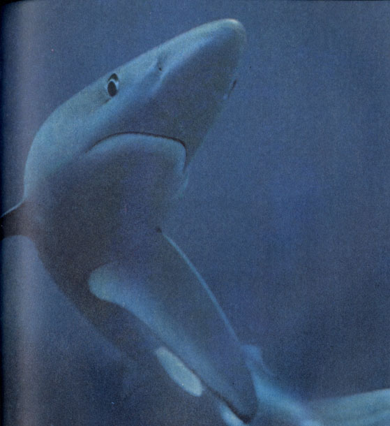 Зловещая синяя акула с огромной изогнутой полумесяцем пастью поворотом сильных грудных плавников замедляет свой мощный разбег перед тем, как ринуться на жертву.