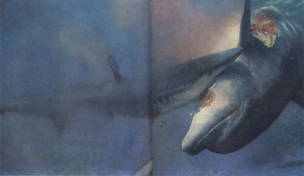 Синяя акула вырывает огромный кусок из тела дельфина-бутылконоса. Как и многие другие крупные акулы, синяя акула сначала неторопливо плавает вокруг своей жертвы метрах в трех от нее, потом набавляет скорость и, продолжая ходить кругами, начинает приближаться. Когда она совершает вдруг первый бросок, ничто, кроме смерти, ее уже не остановит. Проглотив несколько вырванных кусков, акула может пройтись пастью вдоль всего тела жертвы, словно человек, обгрызающий початок кукурузы, и не остановится, пока не разорвет его в клочья. Если в нападении участвуют несколько акул и одна из них окажется случайно раненной, остальные сразу бросаются на нее и рвут на куски с той ее яростью, что и всякую другую добычу.