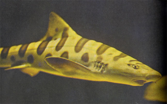 Несмотря на свирепый вид, леопардовая акула совсем безобидна и редко превышает в длину 90 сантиметров встречается она у берегов Калифорнии, опознать ее можно по широким чередующимся полосам.