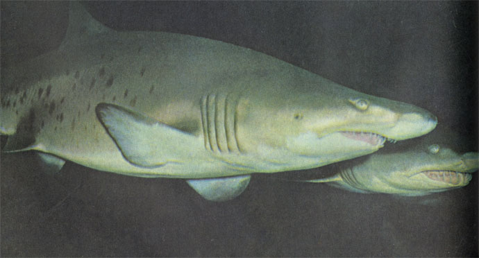 Пятнистая песчаная акула держится обычно на мелководьях. У восточного побережья США ее не считают опасной, но в Индийском океане она слывет людоедом