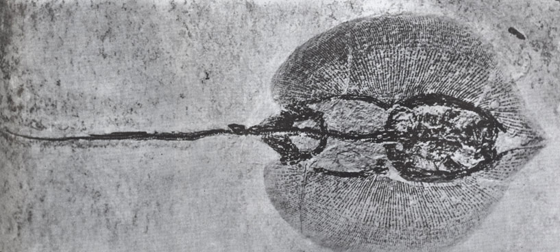 Ископаемый скат-хвостокол из Вайоминга похож на развернутый веер. Хотя ему почти 58 миллионов лет, от современных скатов он отличается мало.