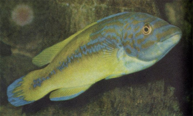 Обычная окраска самца европейского губана, 30-сантиметровой морской рыбы, распространенной от Норвегии до Италии, отличается блёклыми оттенками. Такой вид губан имеет 11 месяцев в году.