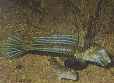 Красуясь нарядными плавниками, 15-сантиметровый самец полосатой пескарки раздувает спину и жаберные крышки, ухаживая за неприметной самкой.