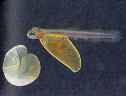 Вышедший из икринки эмбрион больше напоминает личинку стрекозы, чем рыбу. Желтое 'крыло' снизу - это желточный мешок, который в течение нескольких недель будет его единственным источником пищи.