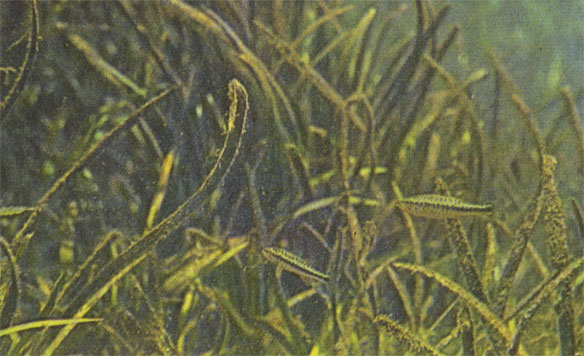 Пятинедельные мальки большеротого окуня сами заботятся о себе, шныряя среди подводных джунглей. Хотя их развитие еще не завершилось, они уже могут питаться личинками насекомых и мелкими рачками из пресноводного планктона.