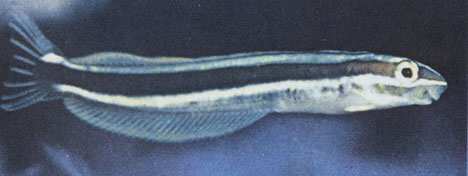 Мнимый чистильщик - морская собачка Aspidontus rhinor-hynchus. По облику и окраске она сходна с полосатым губаном, заслужившим доверие рыб чистильщиком. Но когда одолеваемый паразитами страдалец подплывает к этой собачке, она запускает в него зубы.