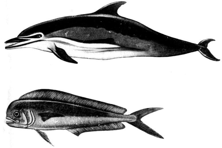 - ,    .  -    (Common dolphin), ,    . ,  ,      ,  : -,   (Coryphaena), ,  