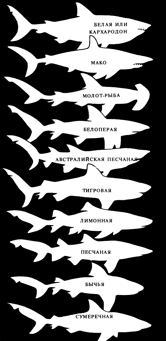 7 видов акул, о которых интересно узнать