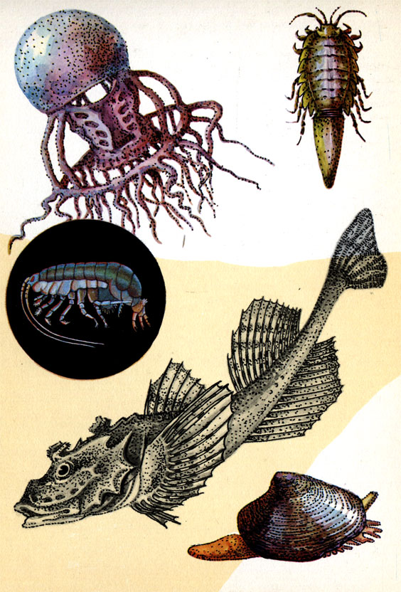 Медуза Halitholus cirratus (ширина диска до 16 мм), рачок морской таракан (длина до 6 см), рыба рогатка (длина 25-30 см), моллюск астарта северная (длина раковины 3-5 см). В круге рачок Pontoporeia femorata (длина 8-9 мм)
