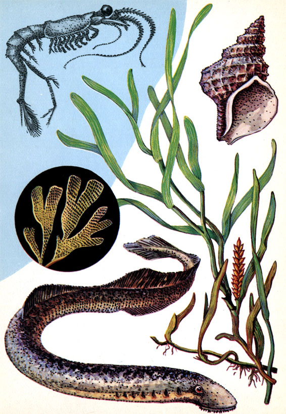 Моллюск нептуния (длина раковины до 13 см), морская трава зостера, рыба тихоокеанская минога (длина 40-50 см), рачок мизида реликтовая (длина 2-3 см). В круге - колониальная мшанка Flustra foliacea (в 1 гр - 1330 особей)