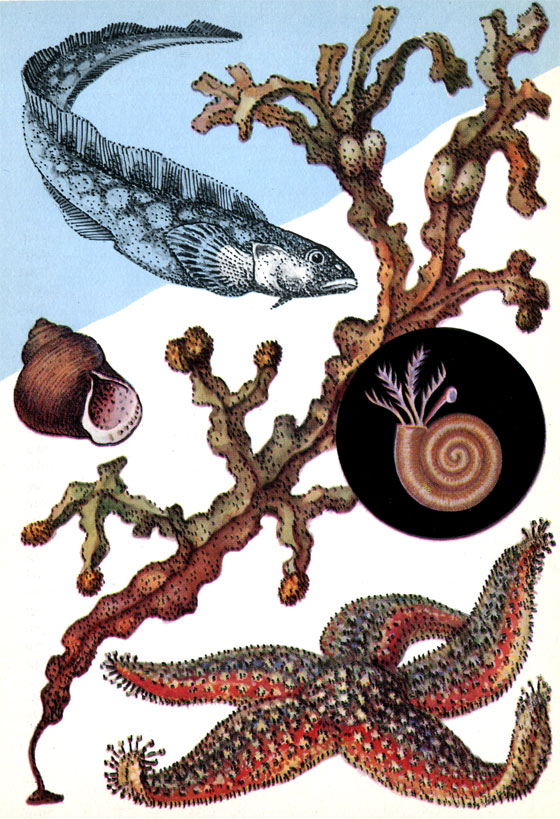 Бурая водоросль фукус пузырчатый, морская обыкновенная звезда (диаметр до 30 см), моллюск литорина (высота раковины до 3 см), рыба бельдюга (длина до 40 см). В круге - червь спирорбис в раковине (длина тела до 5 мм)