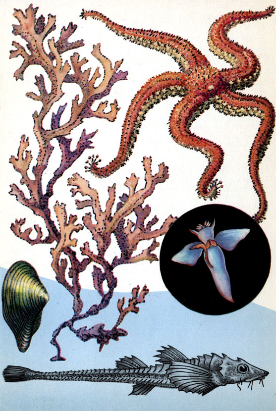Морская звезда Urasterias linski (длина лучей около 20 см), рыба лептагон (длина около 20 см), моллюск портландия арктическая (длина раковины около 2,5 см), красная водоросль одонталия. В круге - моллюск клионе (длина около 4 см)