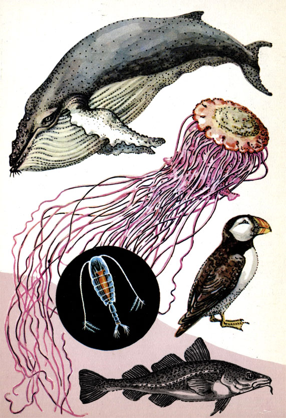 Кит-горбач (длина до 18 м), медуза цианея (диаметр колокола до 50 см), тупик, рыба треска (длина обычно 50-80 см). В круге - рачок Calanus finmagchicus (длина тела не более 5 мм)