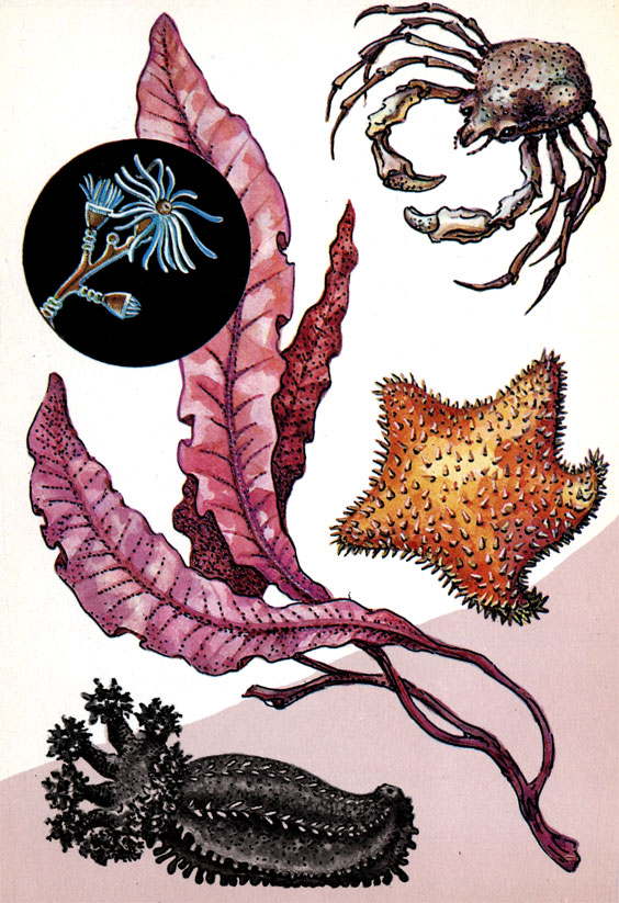 Краб морской паук (длина панциря до 10 см), морская звезда Hippasteria phrigiana (диаметр до 20 см), красная водоросль делессерия, голотурия североатлантический морской огурец (длина до 50 см). В круге - колония гидроида обелии (при сильном увеличении)