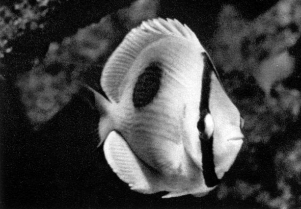 580. Chaetodon unimacuiatus (. Chaetodon speculum)