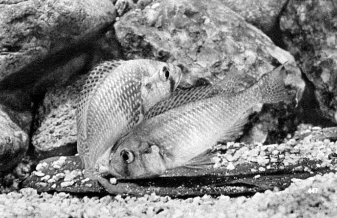 671.    Haplochromis burtoni