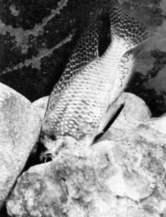 670. ,    Haplochromis burtoni  