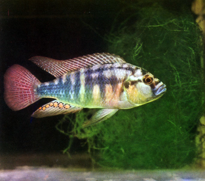 . 50. Haplochromis burtoni