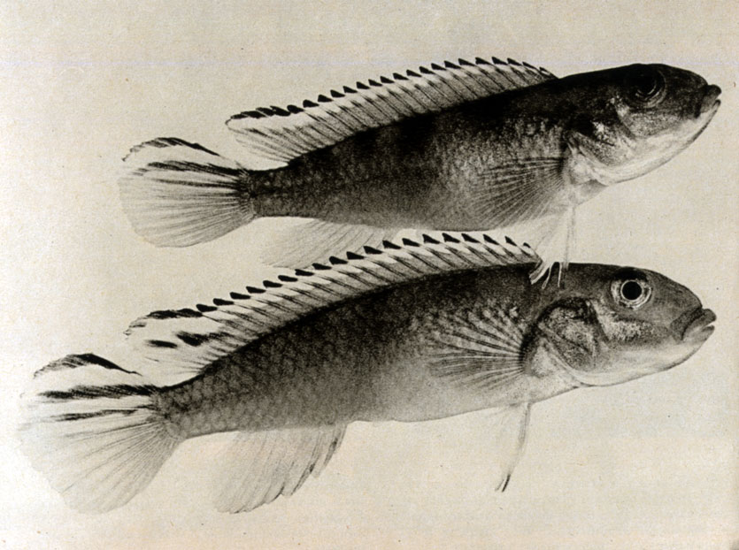 679. Nannochromis nudiceps