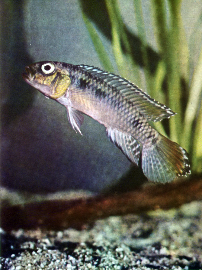 . 51. Nannochromis dimidiatus