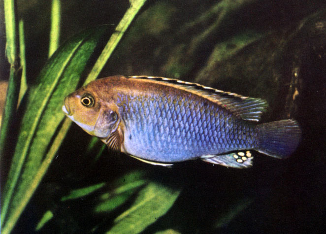 . 53, . Melanochromis brevis