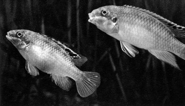 684.   (Pelvicachromis pulcher, . Pelmatochromis kribensis)