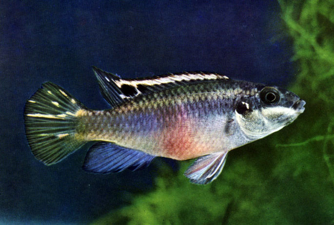 . 52, .   (Pelvicachromis pulcher, . Pelmatochromis kribensis)