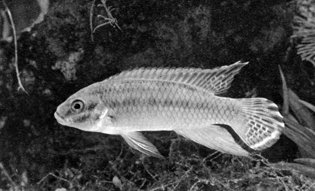 687. Pelvicachromis taeniatus (. Pelmatochromis klugei)