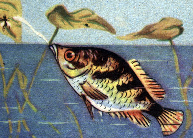 Рыба-снайпер (брызгун)