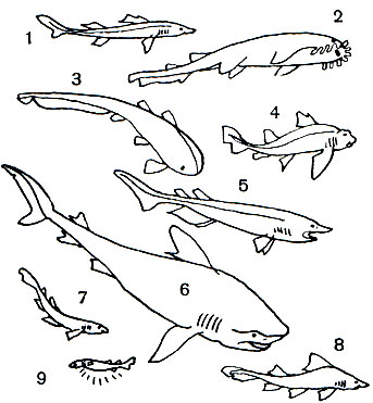  1. : 1 -  (Squalus acanthias); 2 -  (Orectolobus barbatus); 3 -  (Stegostoma tigrinum); 4 -  (Heterodontus japonicus); 5 -  (Echinorhinus brucus); 6 -  (Galeocerdo cuvieri); 7 -  (Scyliorhinus canicula); 8 -   (Triakis scyllium); 9 -  (Isistius brasiliensis)