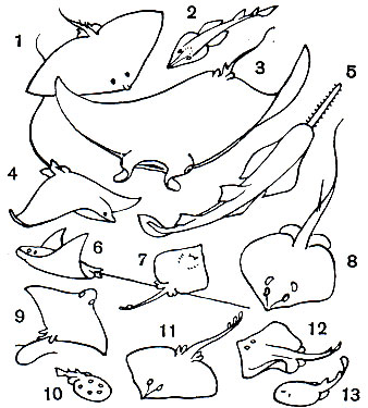  2. : 1 -  - (Gymnura japonica); 2 -   (Rhinobatos perceli); 3 - -,   (Manta birostris); 4 - - (Rhinoptera bonasus); 5 - - (Pristis pectinatus); 6 -   (Aetobatus narinari); 7, 12 -   (Raja radiata):     ; 8 - ,    (Dasyatis pastinaca); 9 - - (Myliobatis aquila); 10 -    (Torpedo marmorata); 11 -   (Raja clavata); 13 -    (Benthobatis narcida)
