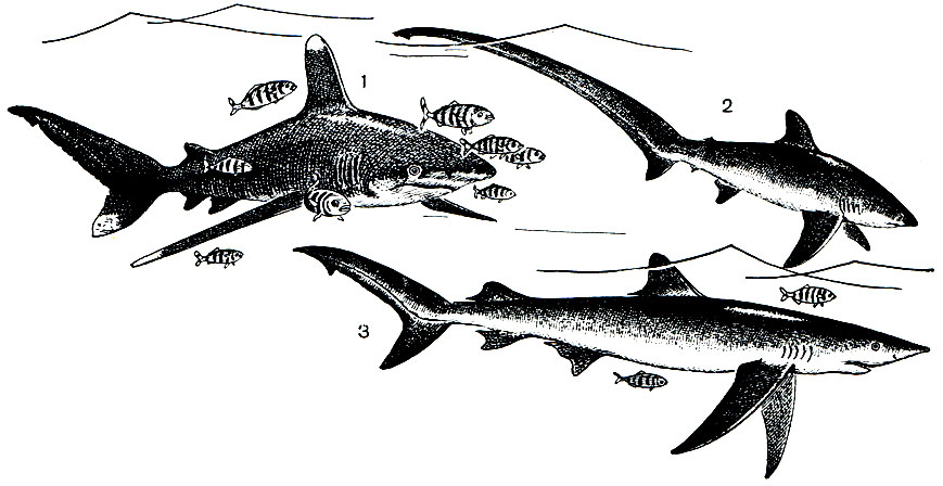. 19.  : 1 -  (Carcharhinus longimanus); 2 - - (Alopias vulpinus); 3 -   (Prionace glauca)